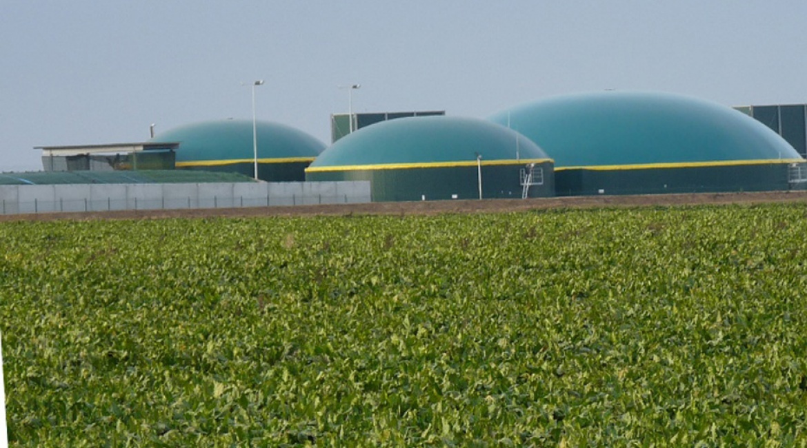 Rübensorten für den Biogasfermenter