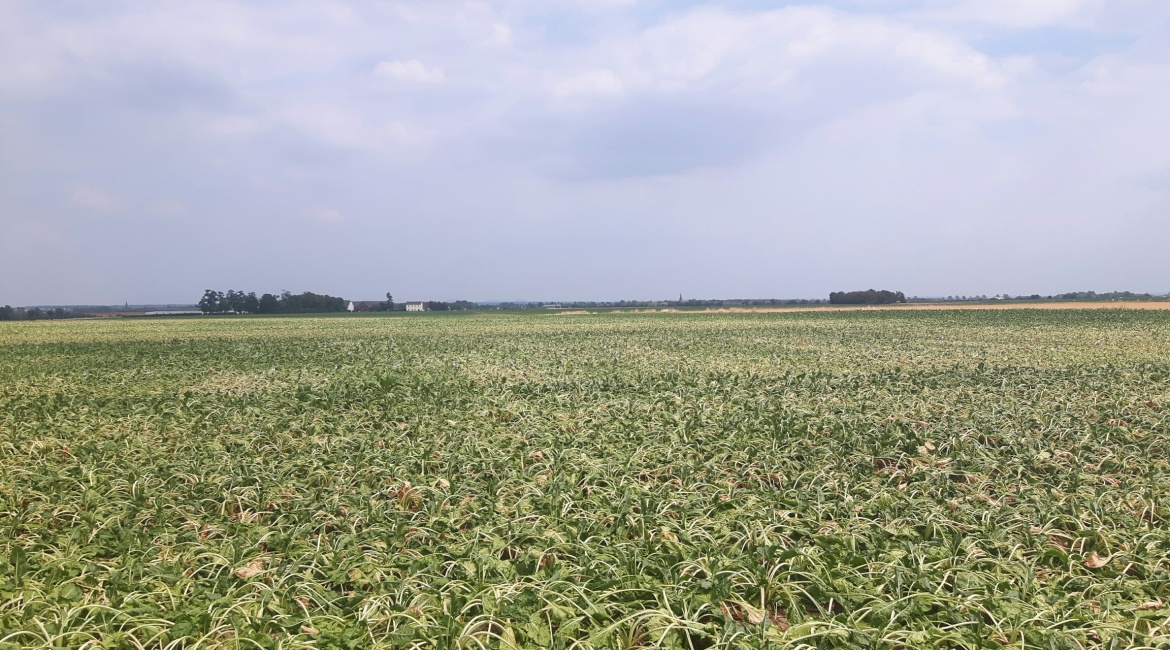 Rübenfeld Sommer 2018