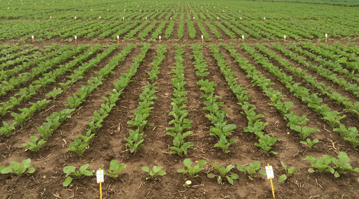 Versuchsbericht 2025 Foto