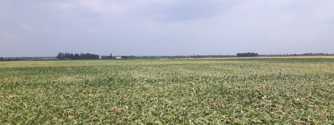 Rübenfeld Sommer 2018